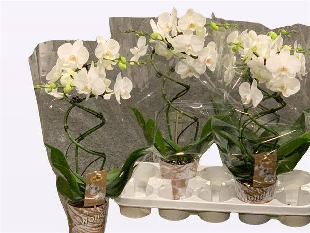 Phalaenopsis Twister White 12Ø 50cm 2st 20fl