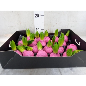 Hyacinthus orie.   ...waxed H%