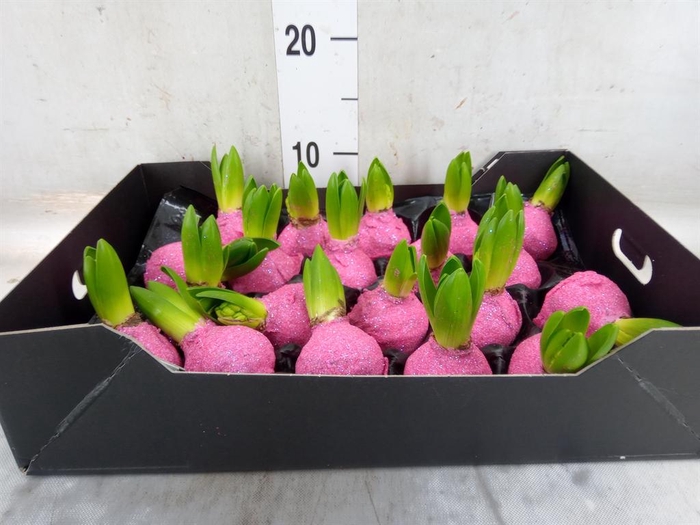 <h4>Hyacinthus orie.   ...waxed H%</h4>