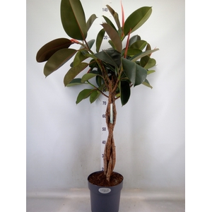 Ficus elastica 'Burgundy'