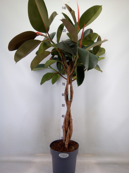 <h4>Ficus elastica 'Burgundy'</h4>