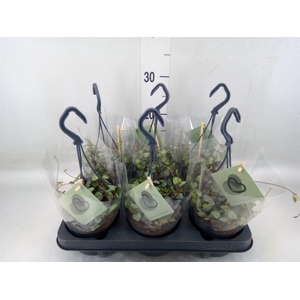 Ceropegia woodii ssp. woodii