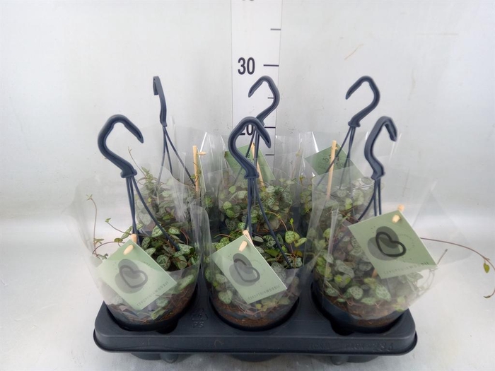 <h4>Ceropegia woodii ssp. woodii</h4>