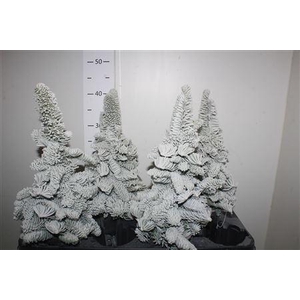 Sneeuwboom H% Parafine