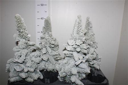 <h4>Sneeuwboom H% Parafine</h4>