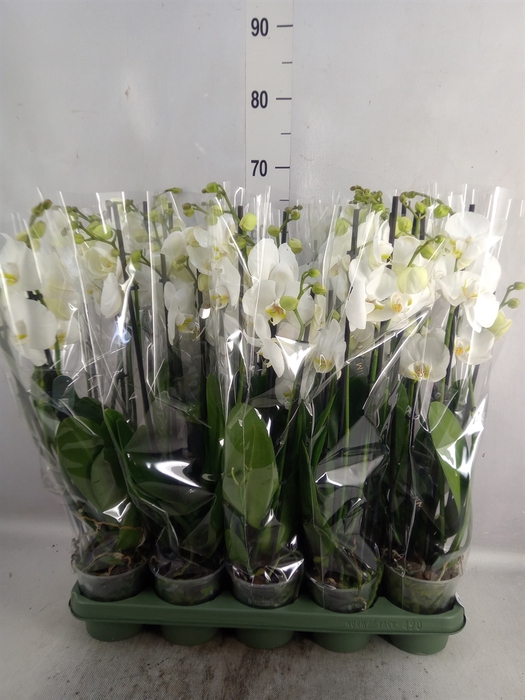 <h4>Phalaenopsis   ...white</h4>