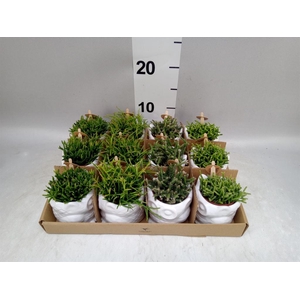 Rhipsalis   ...mix