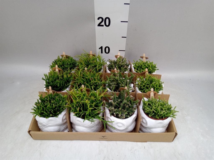 <h4>Rhipsalis ...mix</h4>