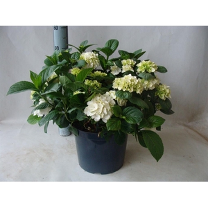 Hydrangea mac.