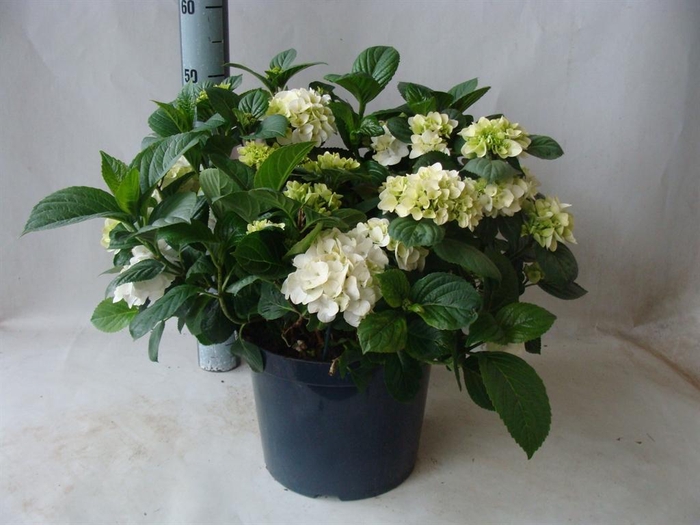 <h4>Hydrangea mac.</h4>