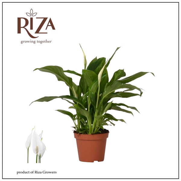 <h4>Spathiphyllum Chopin - 9 cm</h4>