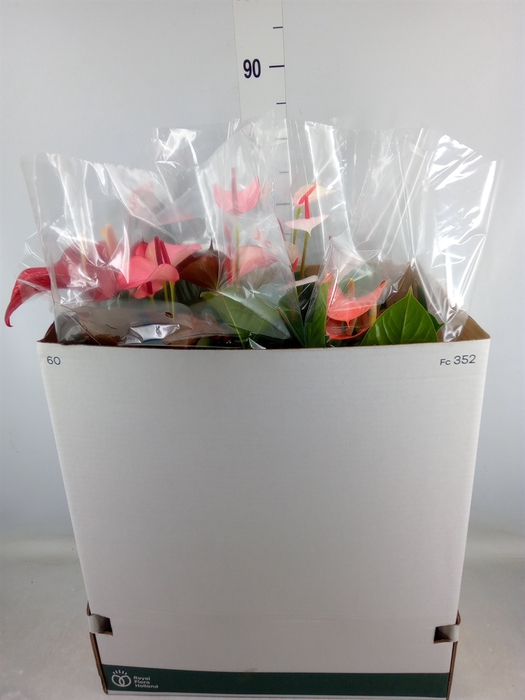 <h4>Anthurium   ...mix</h4>