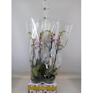 Phalaenopsis   ...