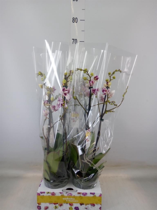 <h4>Phalaenopsis   ...</h4>
