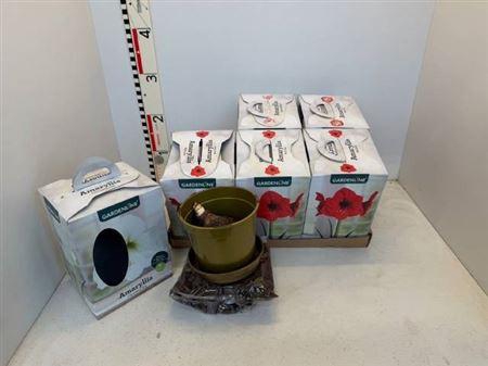 <h4>Bloembol Hipp Home Package</h4>