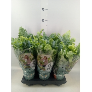 Phlebodium aureum 'Davana'