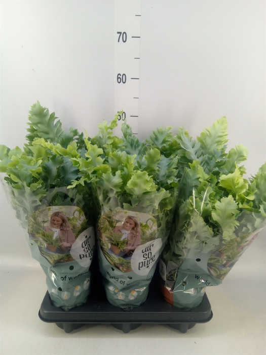 <h4>Phlebodium aureum 'Davana'</h4>