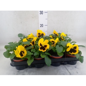 Viola wr. 'Colossus Yellow Blotch'