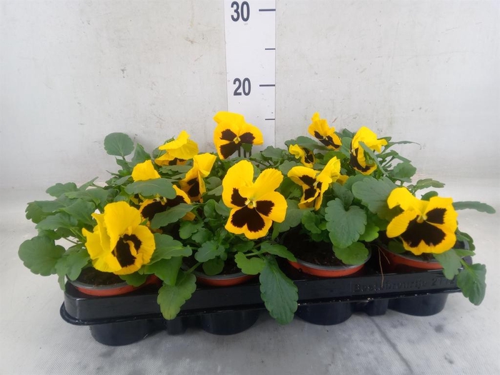 <h4>Viola wr. 'Colossus Yellow Blotch'</h4>