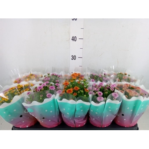 Chrysanthemum  'Jellyfish'   ...mix
