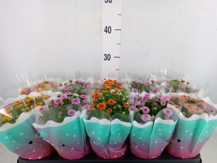 <h4>Chrysanthemum  'Jellyfish'   ...mix</h4>