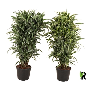 Dracaena frag. deremensis vertakt gemengd