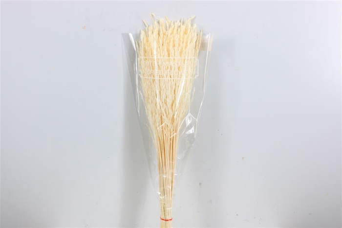 Dried Rice Grass Bleached Bunch