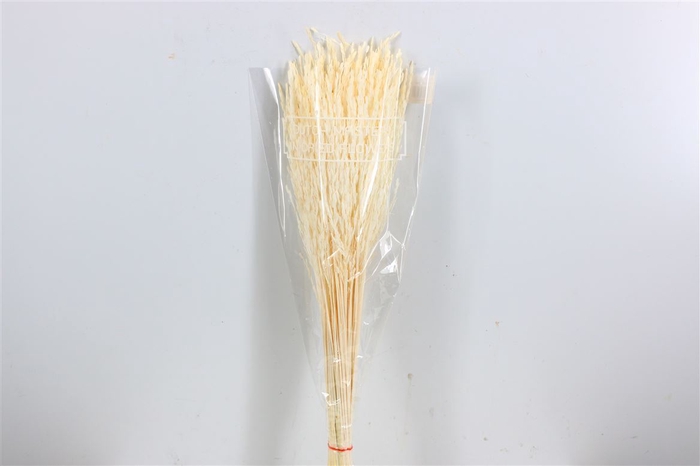 <h4>Dried Rice Big Bleached Bunch</h4>