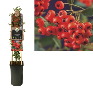 Pyracantha c. 'Red Column' +3.0 label