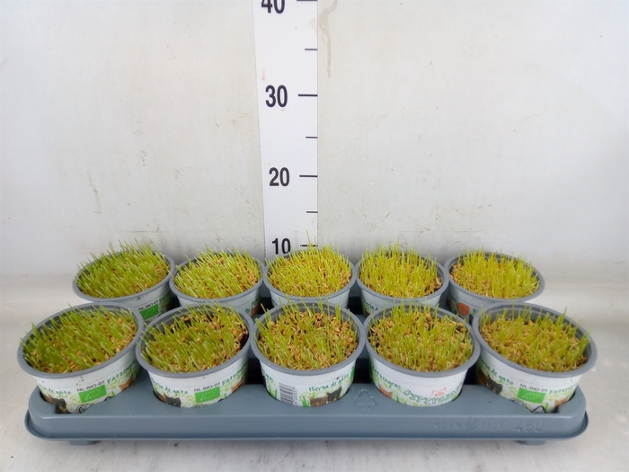 <h4>Hordeum sp.   ...kattegras zaai</h4>