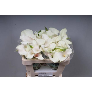 Calla Captain Ventura Double Kallaland
