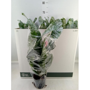 Aechmea fasciata 'Primera'