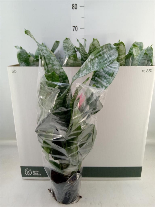 <h4>Aechmea fasciata 'Primera'</h4>