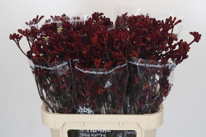 <h4>Anigozanthos Early Spring</h4>