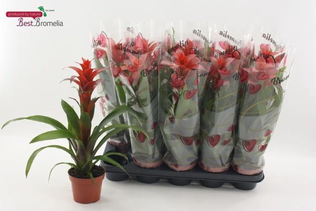 <h4>GUZM ALLURA</h4>