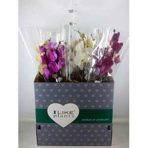 Phalaenopsis   ...mix