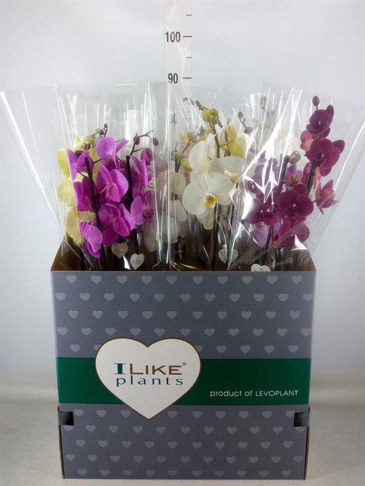 <h4>Phalaenopsis   ...mix</h4>