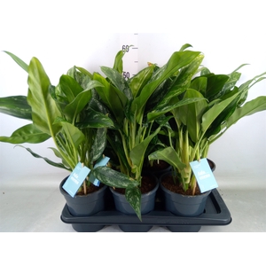 Aglaonema   ...