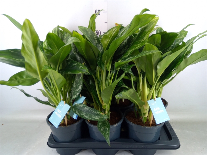 <h4>Aglaonema   ...</h4>