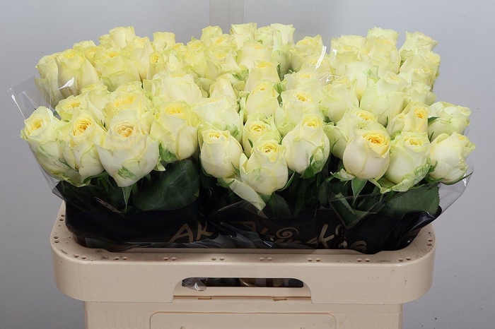 <h4>R Gr Buttercup</h4>