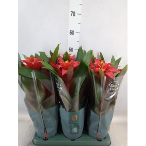 Guzmania  'Fiero Red'