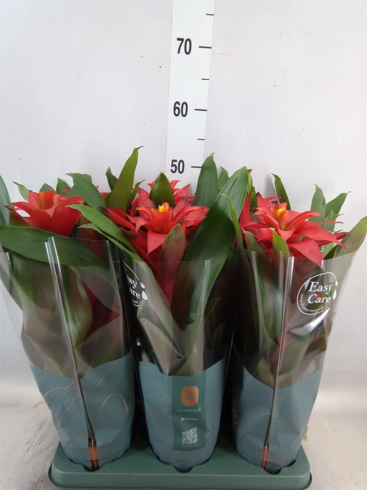 <h4>Guzmania  'Fiero Red'</h4>