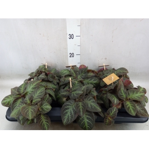 Episcia   ...