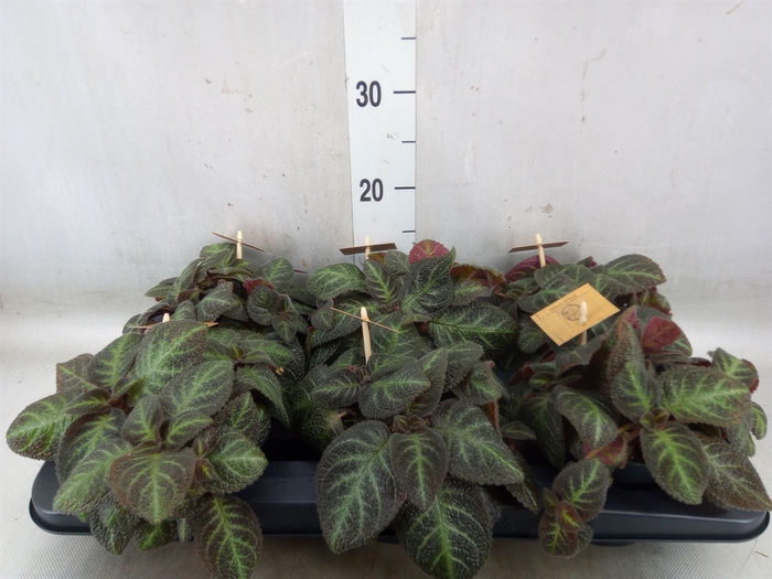 <h4>Episcia   ...</h4>