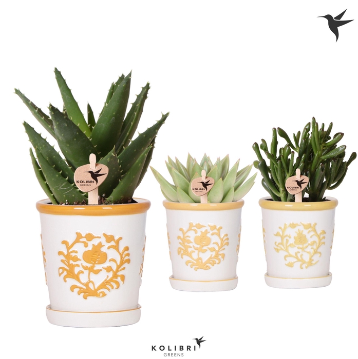 <h4>Succ Gemengd Keramiek Malaga</h4>