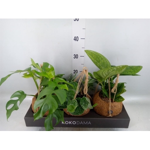 Planten Groen   ...mix  3