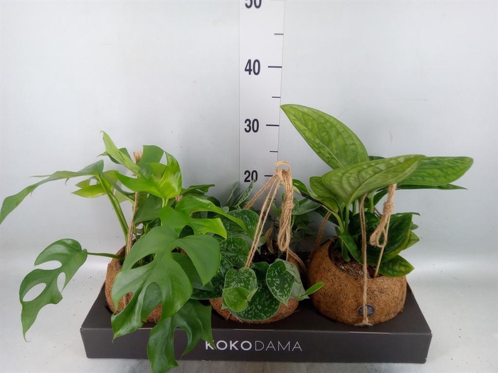<h4>Planten Groen   ...mix  3</h4>