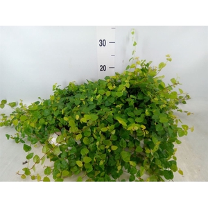 Ficus pumila 'Sunny Green'