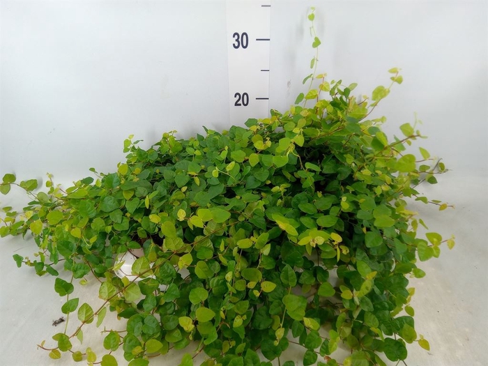 <h4>Ficus pumila 'Sunny Green'</h4>