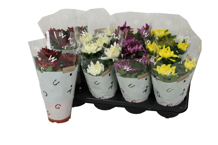 <h4>Chrysanthemum  'Cosmo'  ..mix</h4>